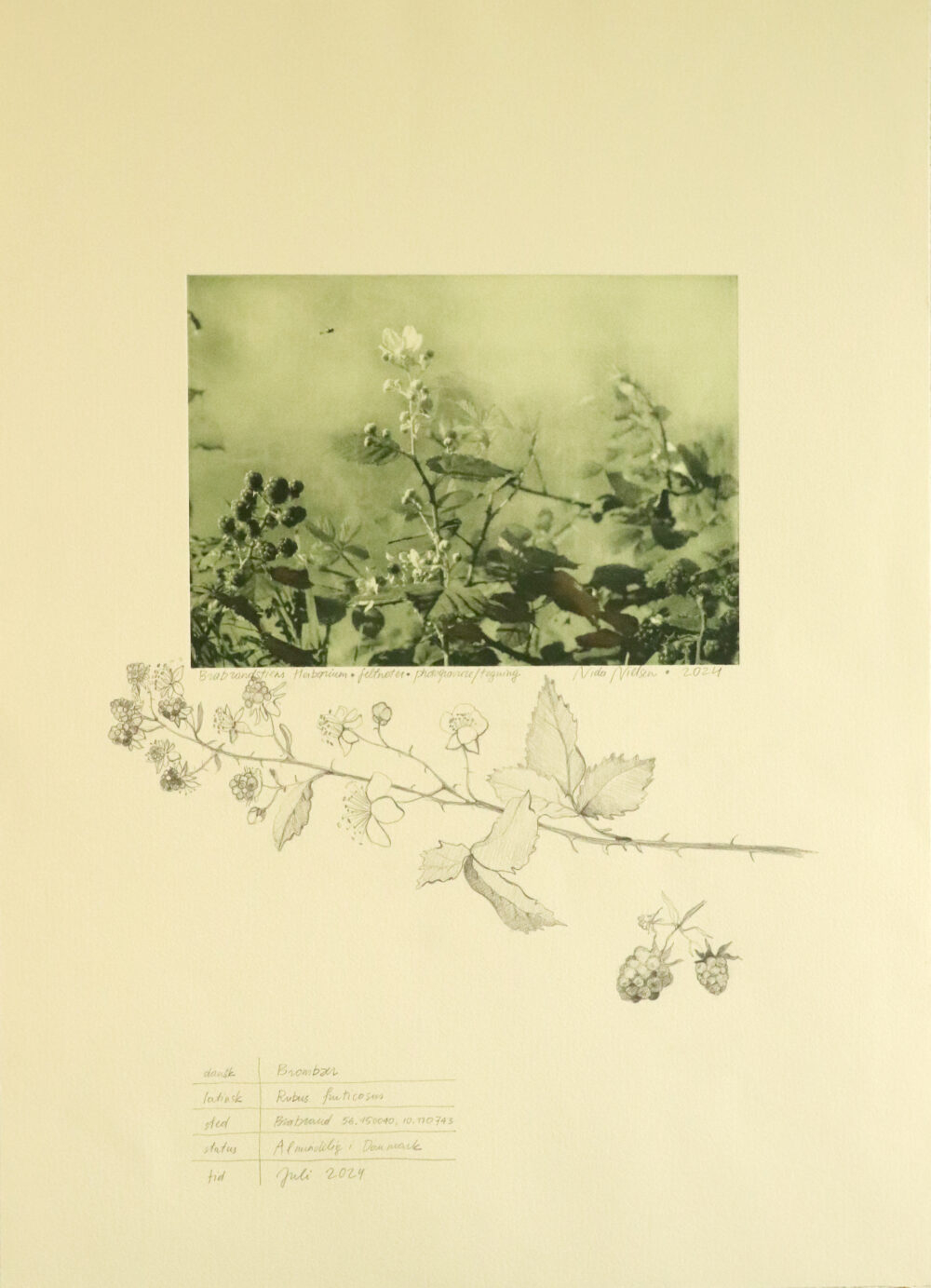 Brabrand's Herbarium