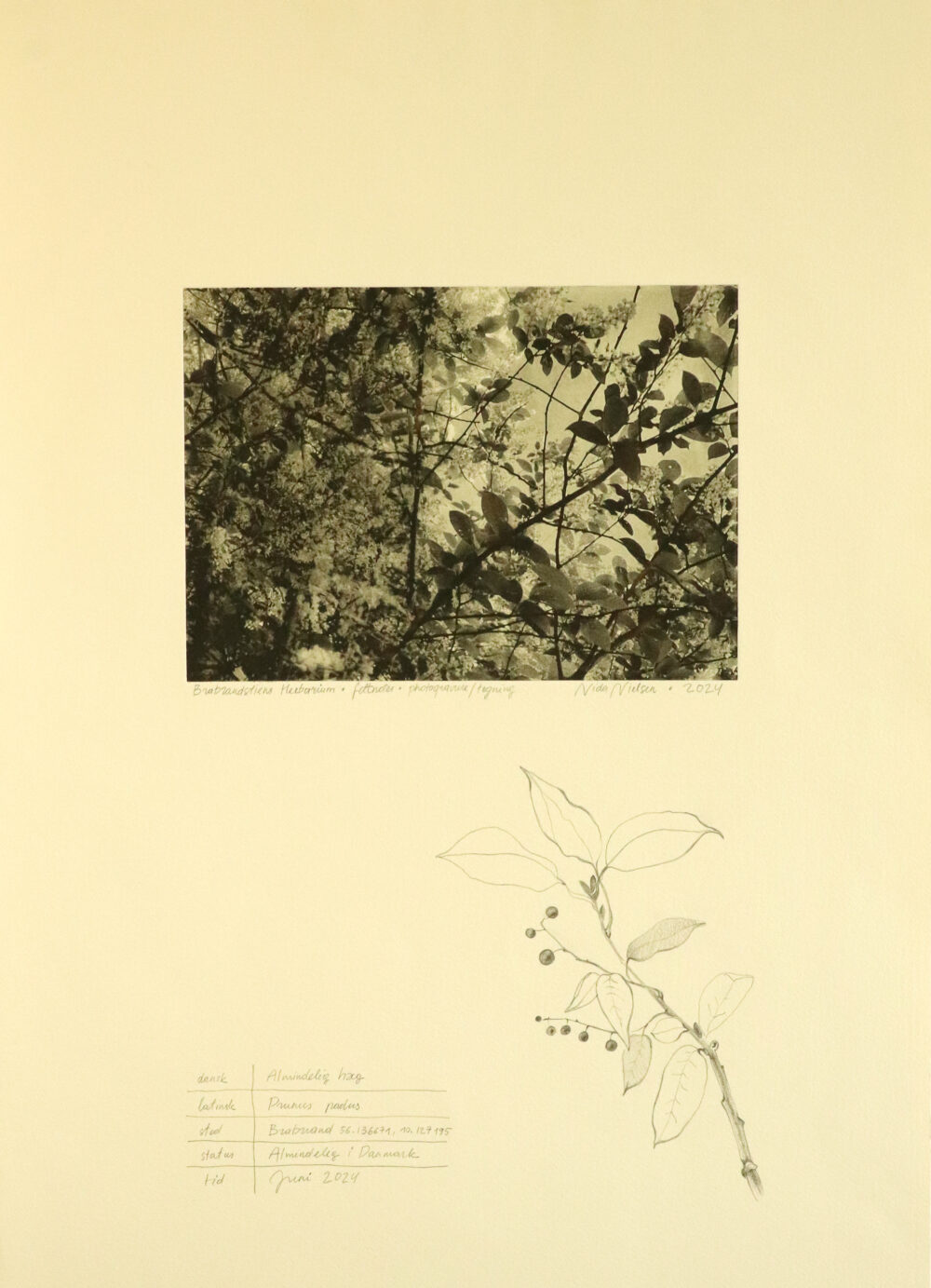 Brabrand's Herbarium