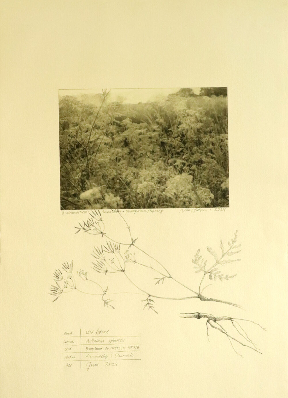 Brabrand's Herbarium